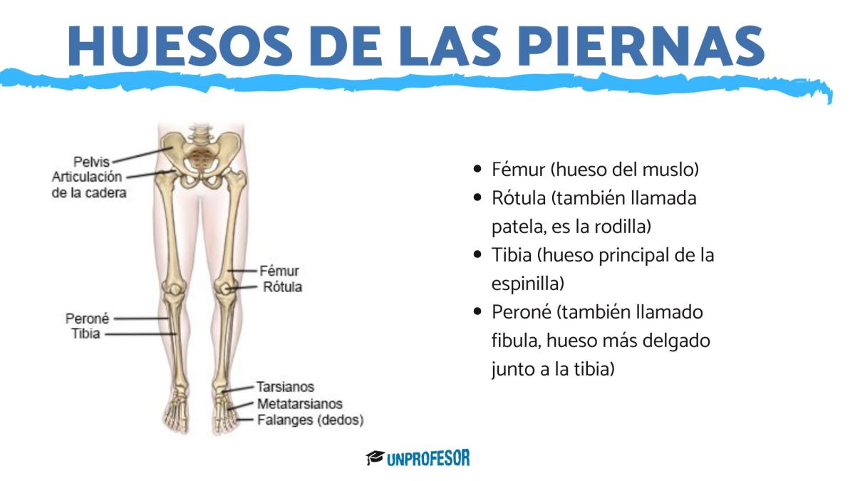 Nombres de los huesos de la pierna