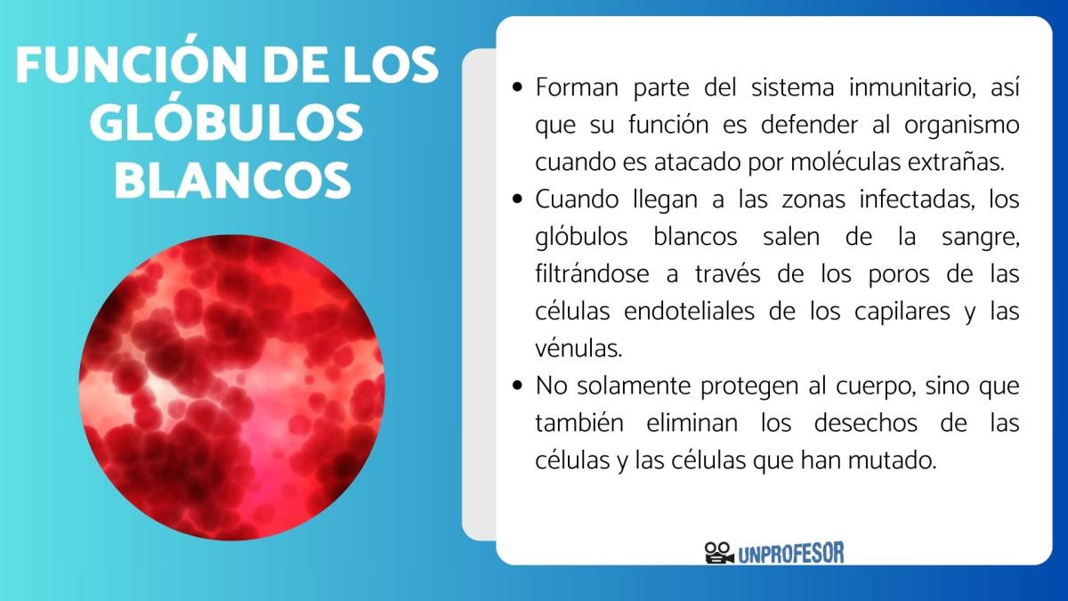 Función de los glóbulos blancos