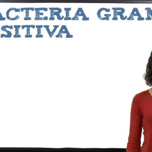 Bacteria Gram Positiva