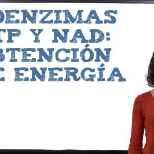 Coenzimas ATP y NAD: obtención de energía