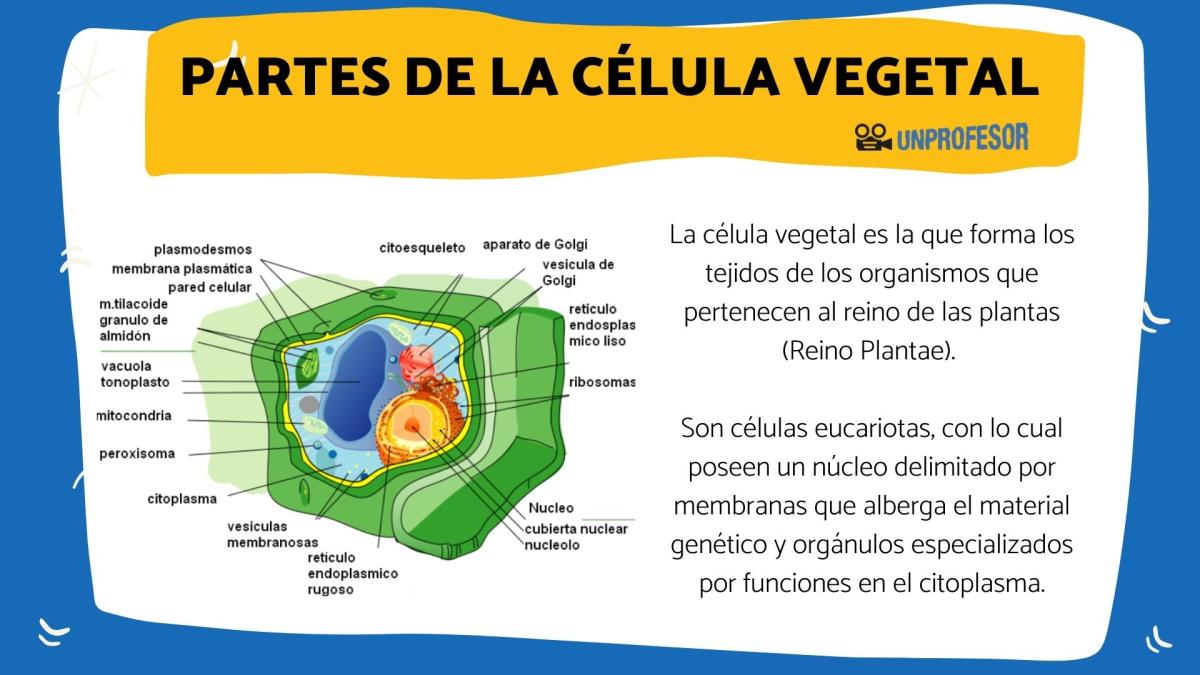 Partes de la célula vegetal