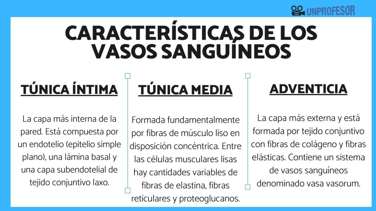 Características de los vasos sanguíneos
