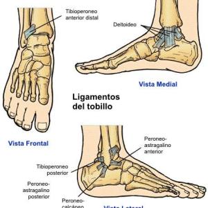 Ligamentos del tobillo