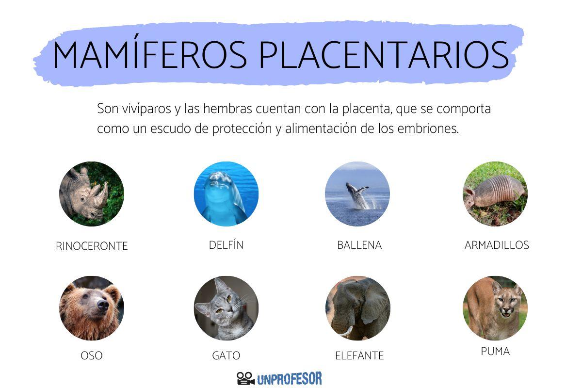 Mamíferos placentarios - con ejemplos
