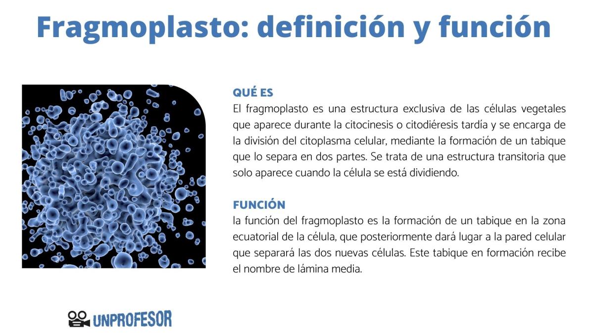 Fragmoplasto: definición y función