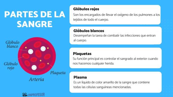 Sangre: componentes y funciones - Cuáles son los componentes de la sangre