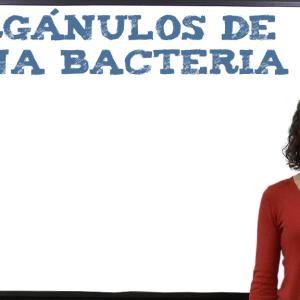 Orgánulos de una bacteria