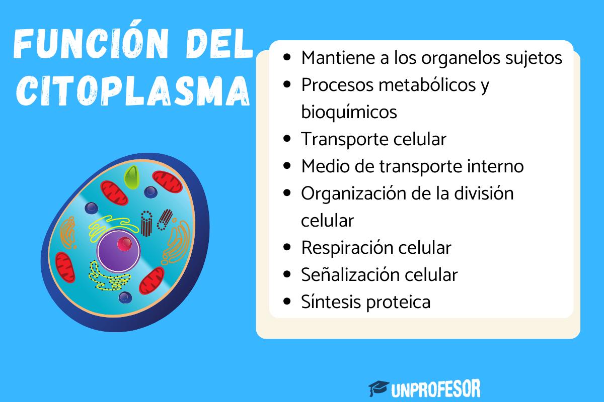 Función del citoplasma - para niños