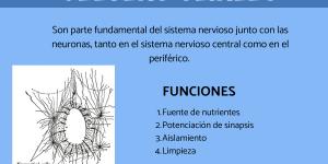 Células gliales: tipos y función