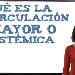 Qué es la circulación mayor o sistémica