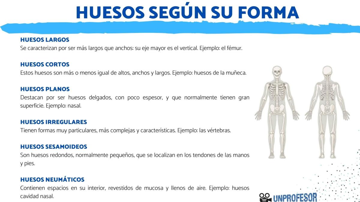 Tipos de huesos según su forma