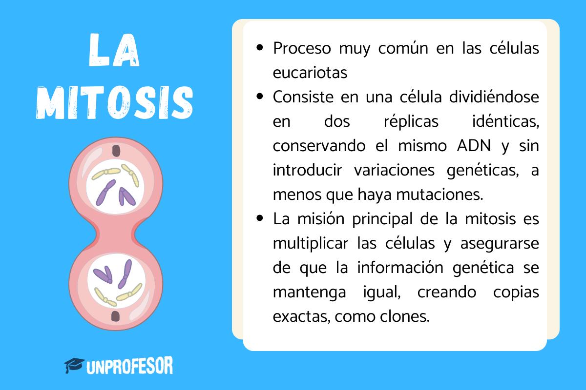 Qué es la mitosis