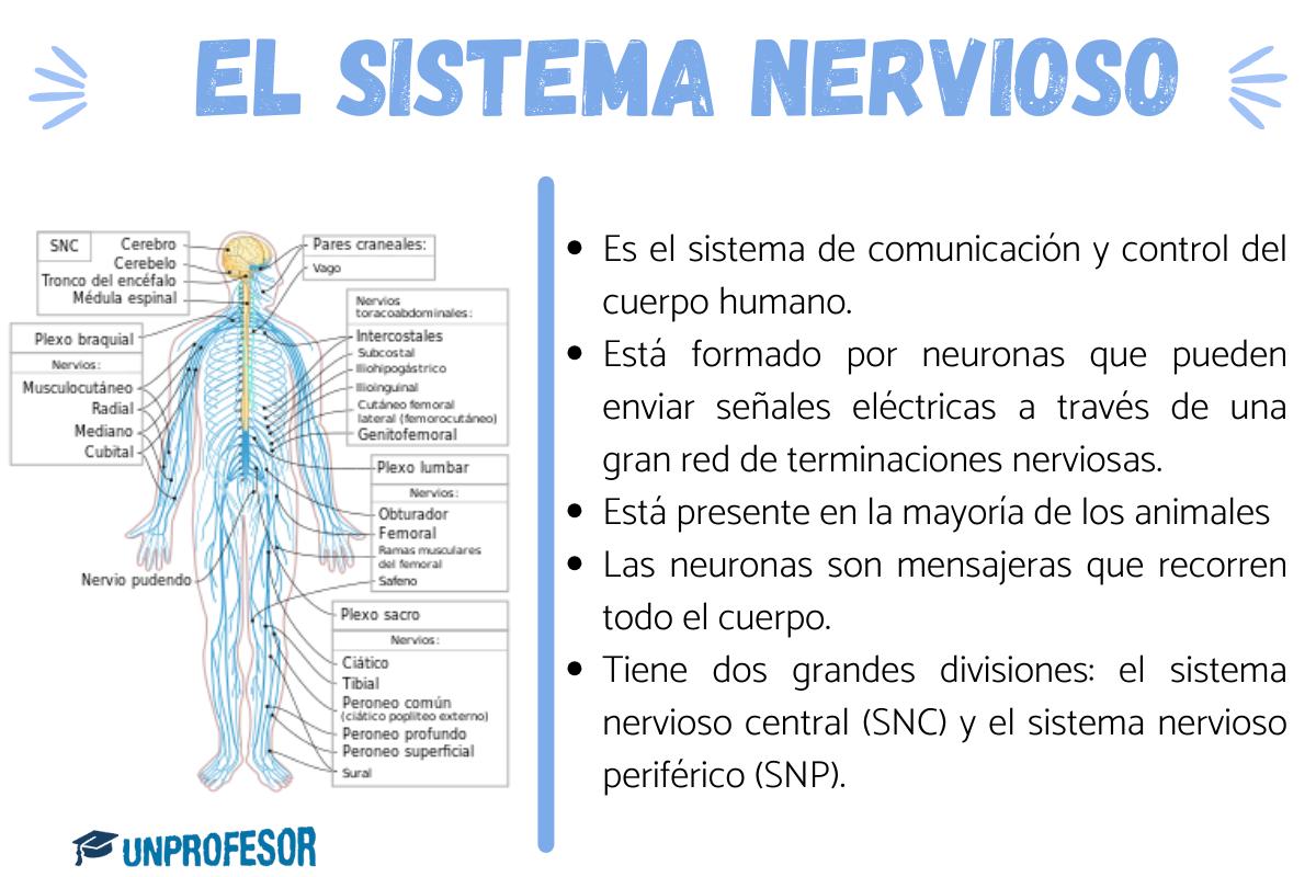 El sistema nervioso