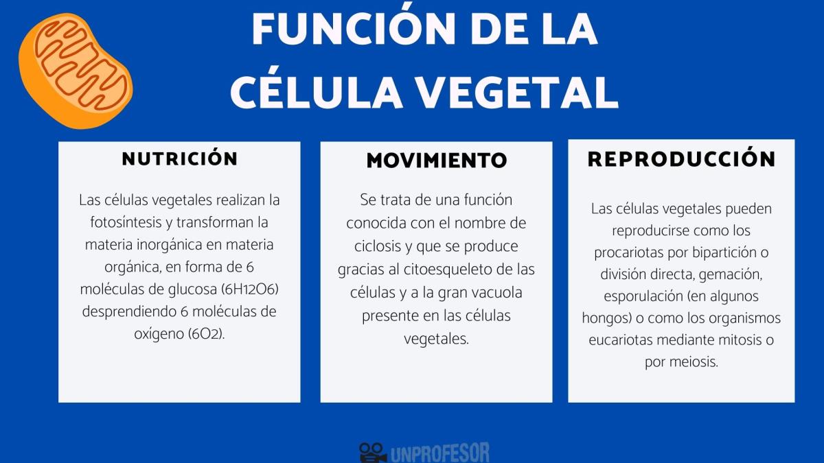 Función de la célula vegetal