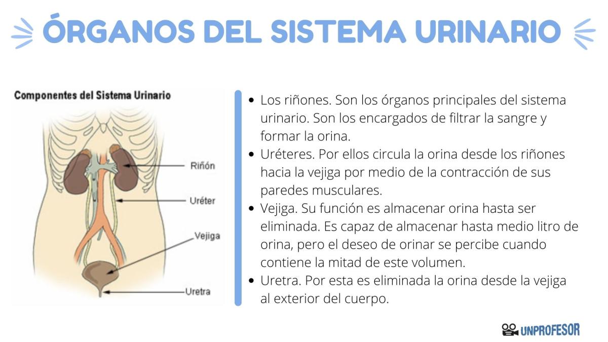 Órganos del sistema urinario
