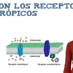 Qué son los receptores ionotrópicos