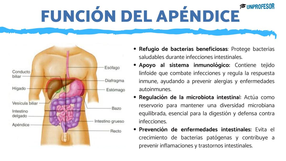 Cuál es la función del apéndice
