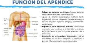 Cuál es la función del apéndice