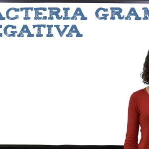 Bacteria Gram Negativa