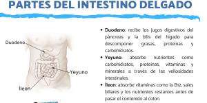 Partes del intestino delgado y sus funciones