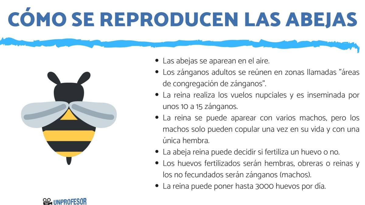 Cómo se reproducen las abejas