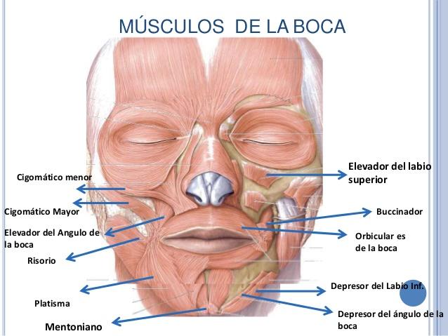Msculos De Los Labios