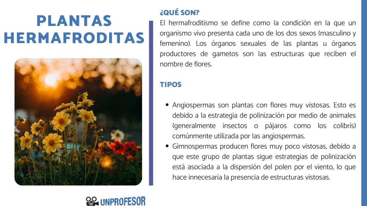 Plantas hermafroditas - con ejemplos