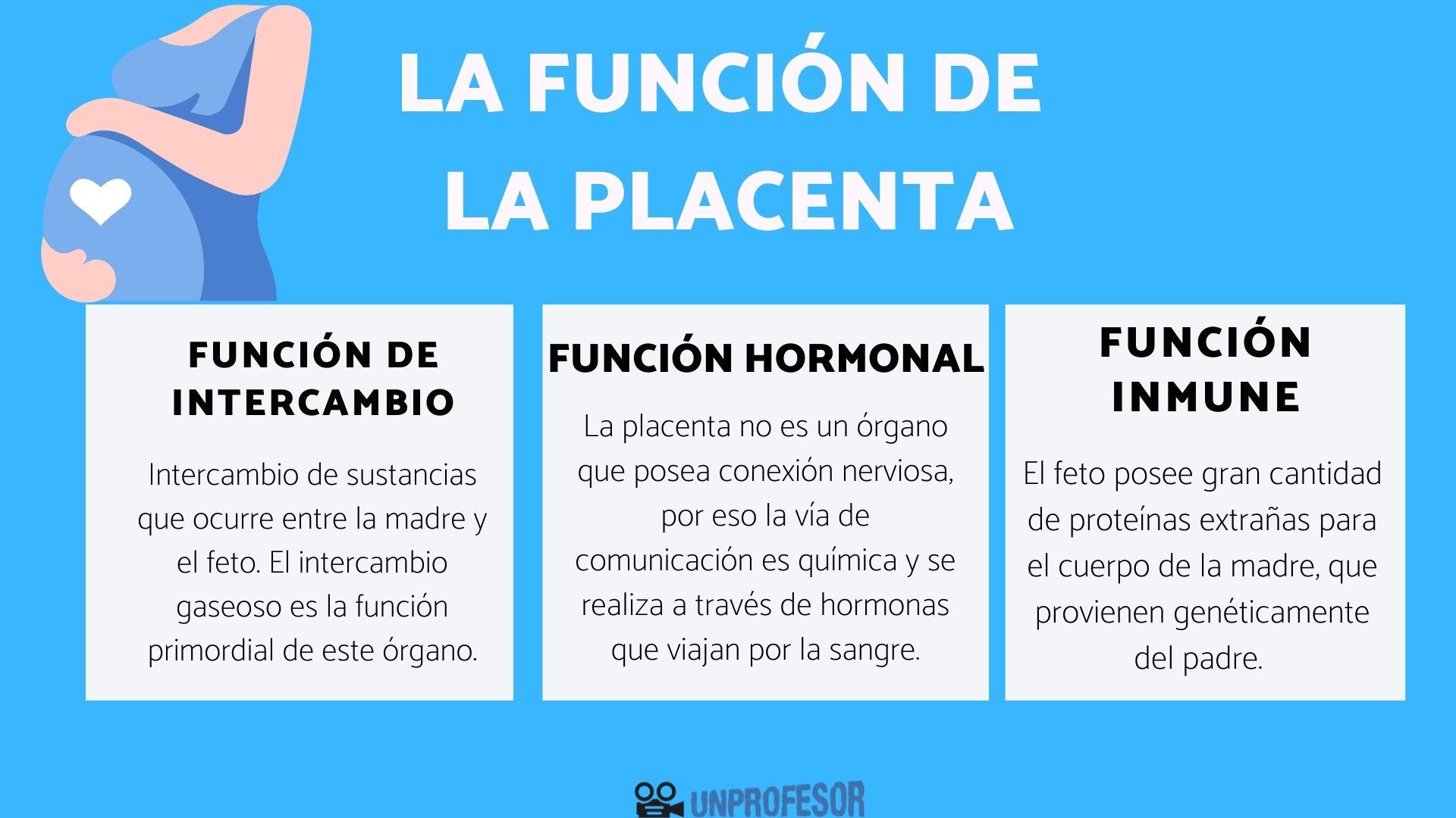 Función de la PLACENTA el órgano del embarazo RESUMEN!!