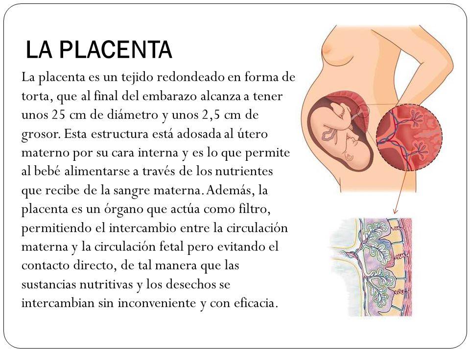 Función de la PLACENTA el órgano del embarazo RESUMEN!!