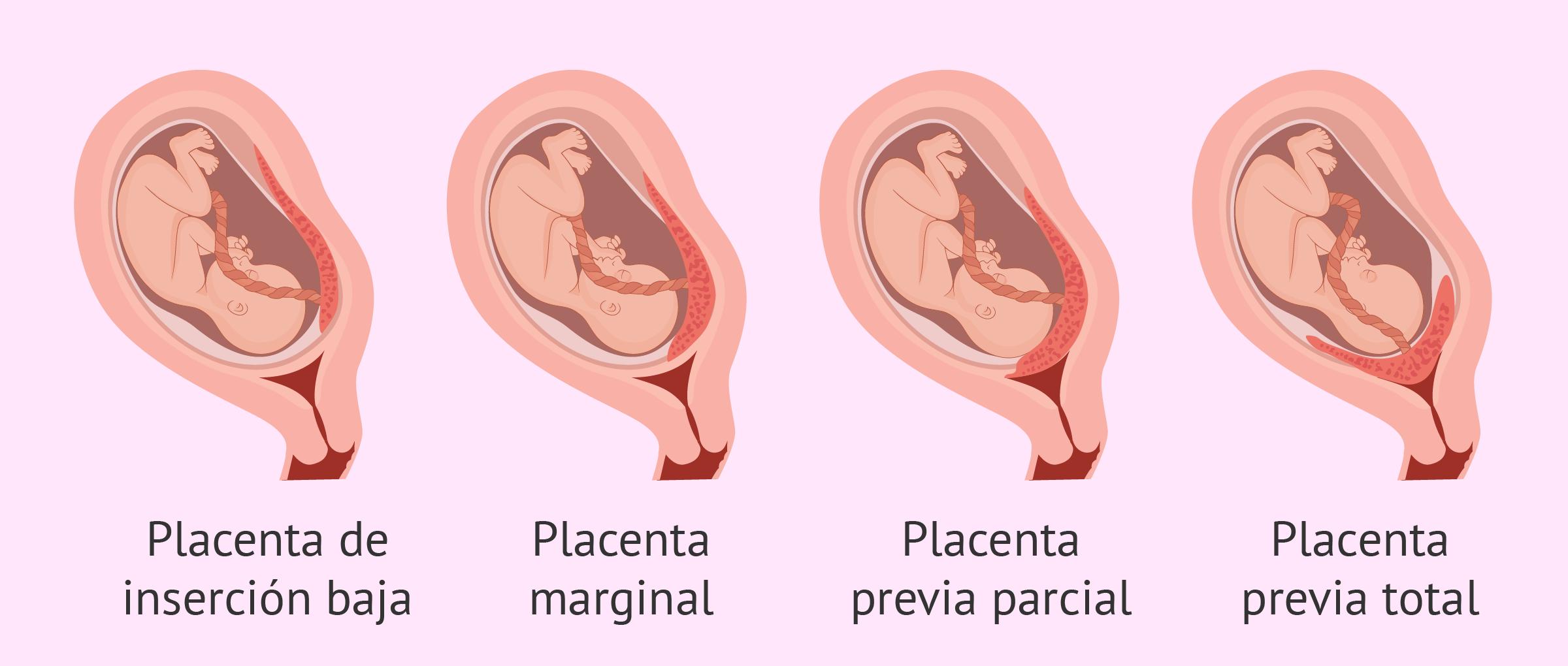 Función de la PLACENTA - el órgano del embarazo - RESUMEN!!
