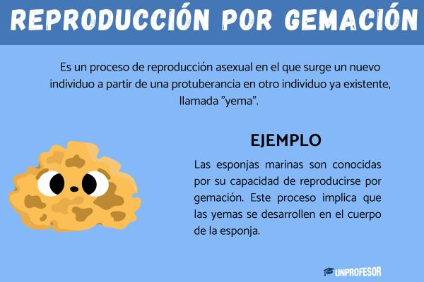 Qué es la reproducción por gemación: ejemplos - 3 ejemplos de reproducción por gemación