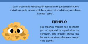 Qué es la reproducción por gemación: ejemplos