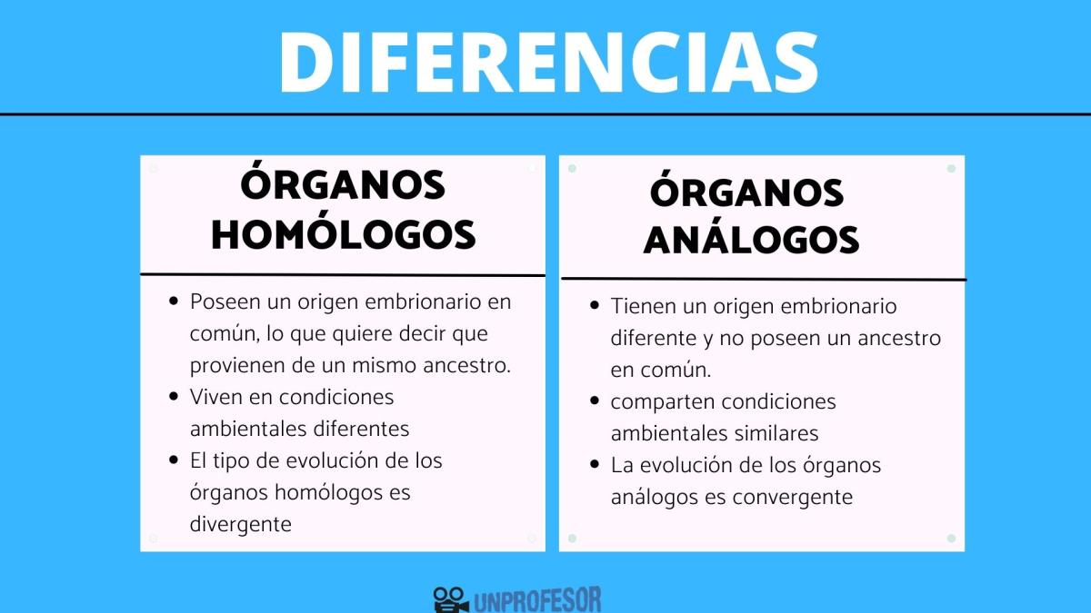 Órganos homólogos y análogos: diferencias