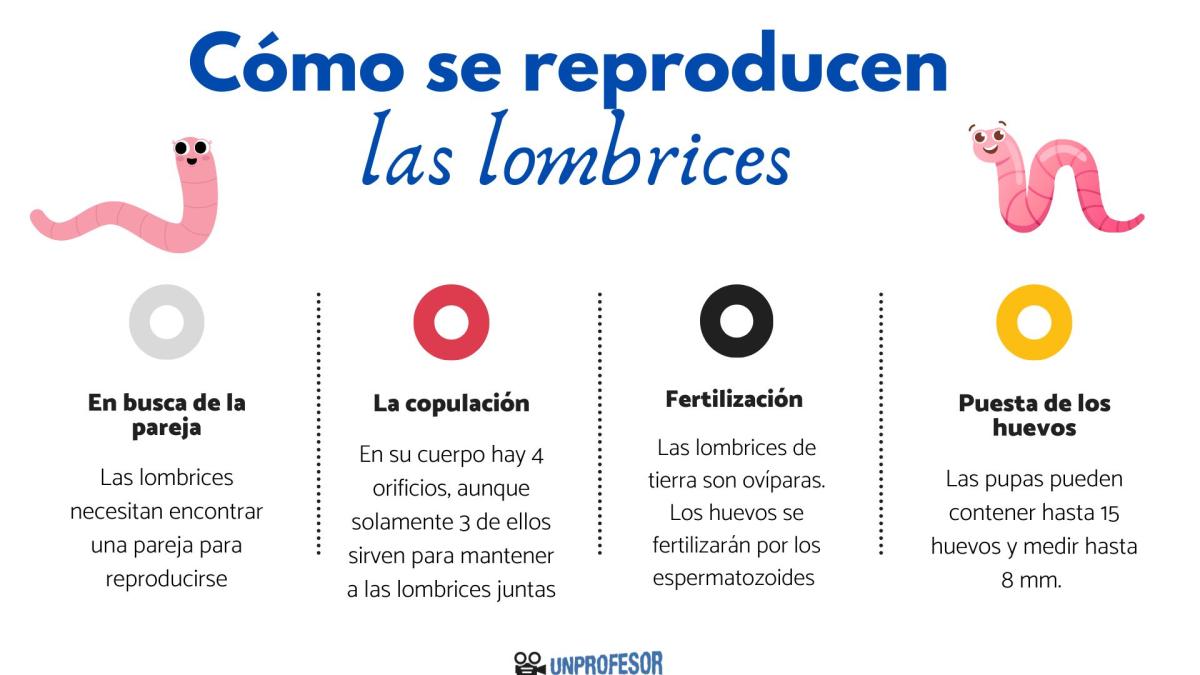 Cómo se reproducen las lombrices
