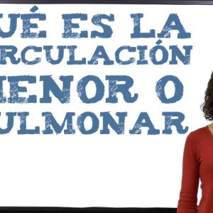 Qué es la circulación menor o pulmonar