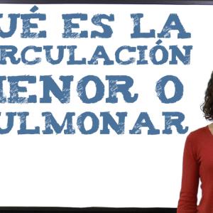 Qué es la circulación menor o pulmonar