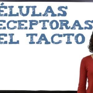 Células receptoras del tacto