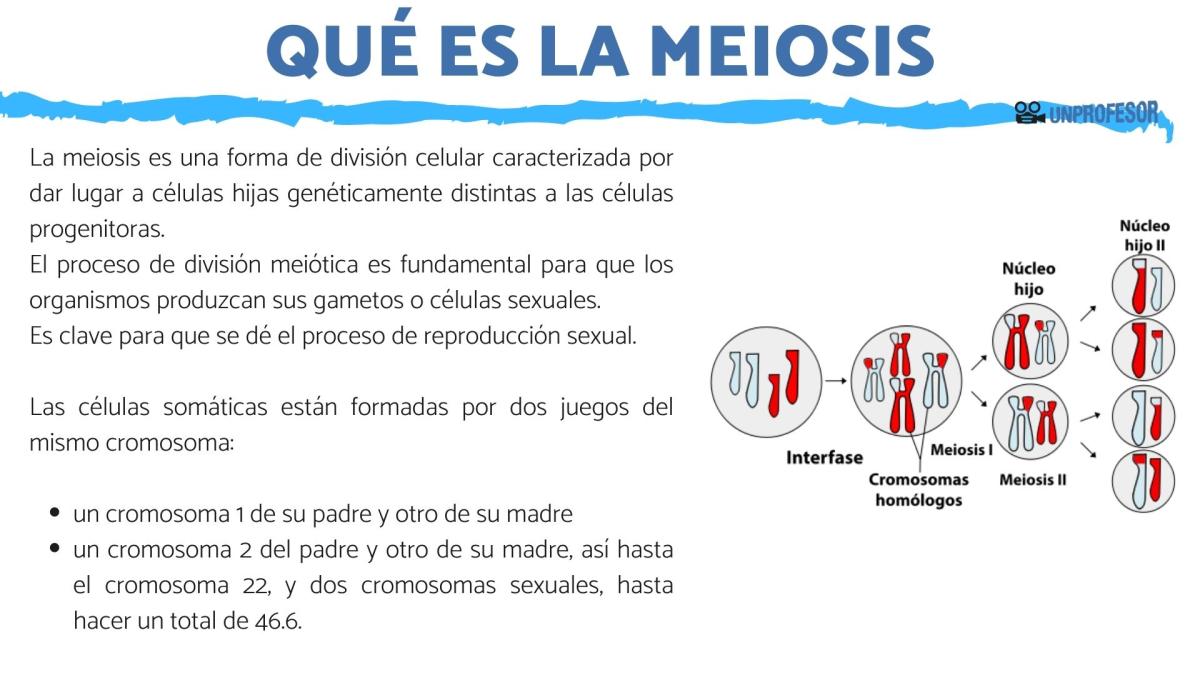 Qué es la meiosis