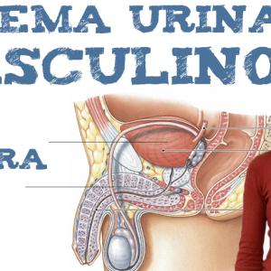 El sistema urinario masculino