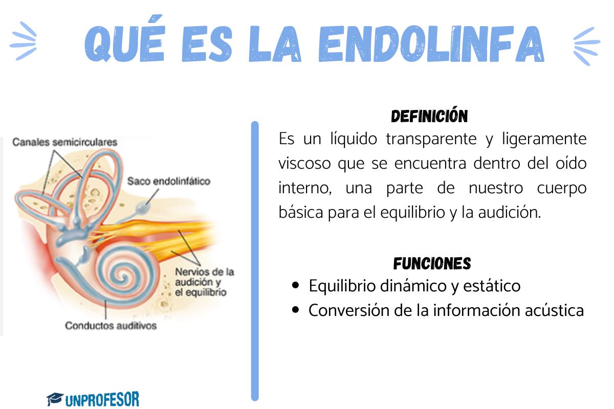 Qué es la endolinfa y su función