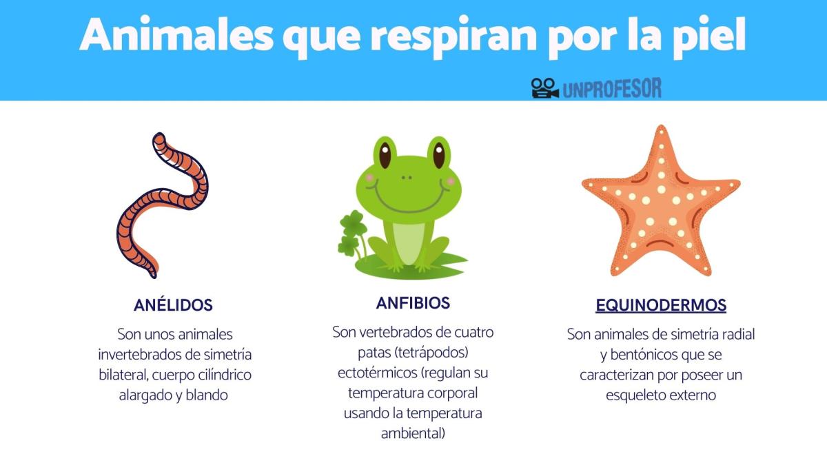 Animales que respiran por la piel