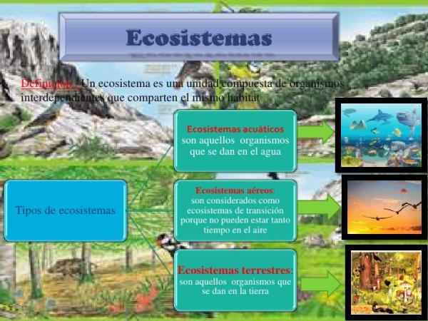 Ecosistema: definición para niños - Componentes de un ecosistema