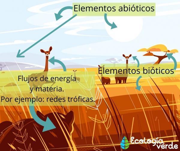 Ecosistema: definición para niños - Cuáles son los elementos de un ecosistema