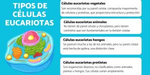 Tipos de células eucariotas