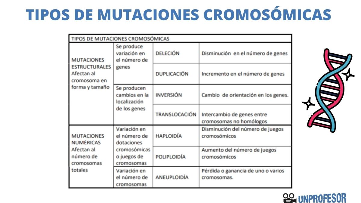 Tipos de mutaciones cromosómicas