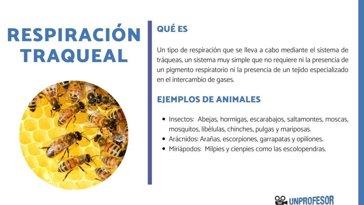 La respiración traqueal: ejemplos en animales