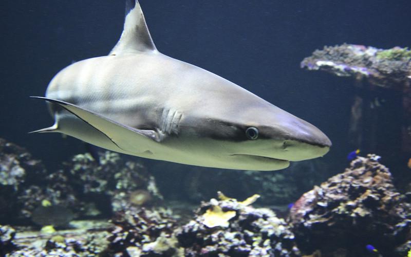 A los Tiburones sí les da Cáncer