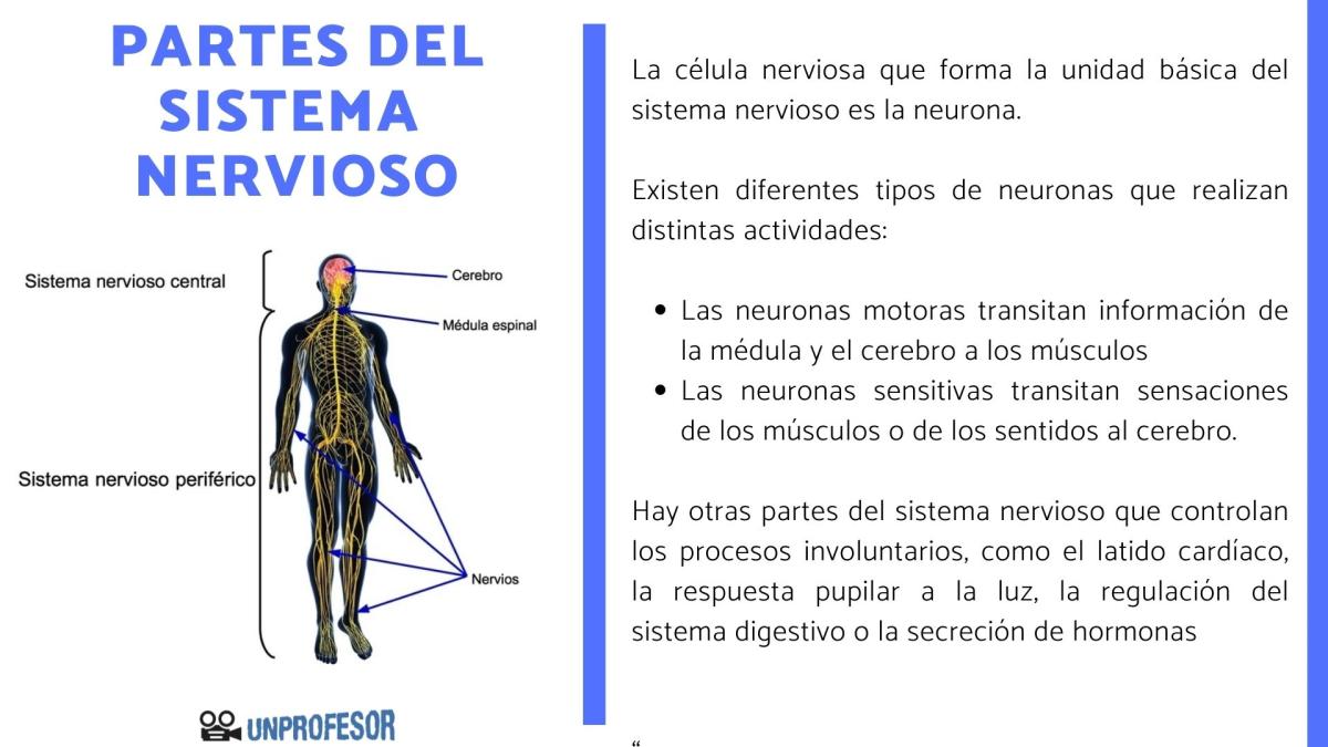 Las partes del sistema nervioso