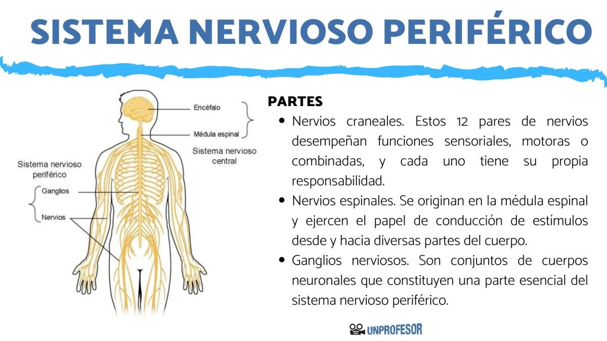 Partes del sistema nervioso periférico