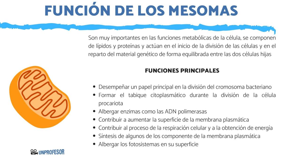 Mesosomas: función y características